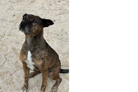 Chiska, Senior · Female · Medium · Mixed breed