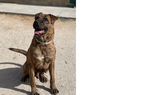 Vito Corleone, Senior · Male · Medium · Mixed breed
