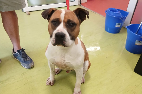 Jaimito, Adult · Male · Medium · American Staffordshire Terrier