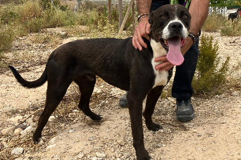 Jota, Adult · Male · Large · American Staffordshire Terrier