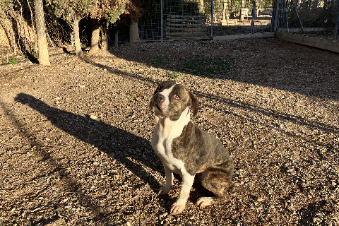 July, Adult · Female · American Staffordshire Terrier