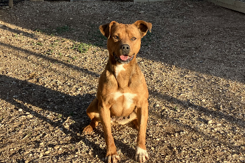 Desiré, Adult · Female · Medium · American Staffordshire Terrier