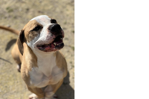 Ulises, Adult · Male · Medium · Mixed breed