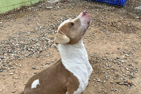 Rebeca, Adult · Female · Medium · American Staffordshire Terrier