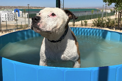Miguelito, Senior · Male · Large · American Pit Bull Terrier