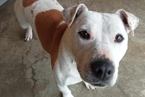 Pepa, Senior · Female · Medium · American Staffordshire Terrier