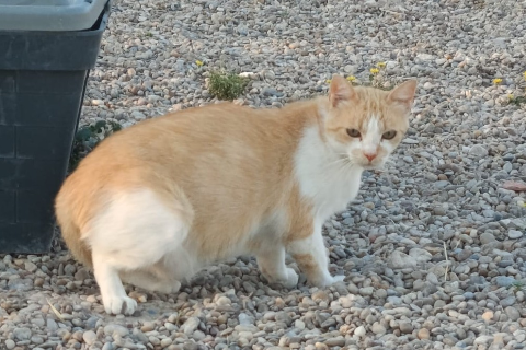 Caballero, Adult · Male · European Shorthair