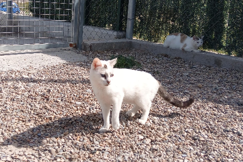 Milba, Adult · Female · Medium · European Shorthair