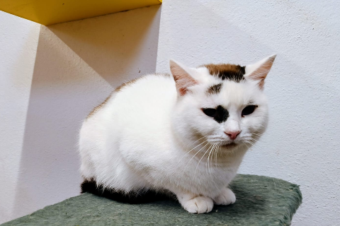 Madame Vastra, Adult · Female · European Shorthair