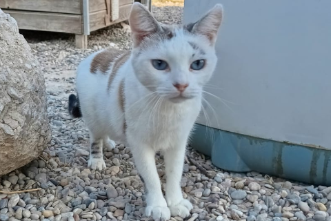Sambala, Adult · Female · Small · European Shorthair