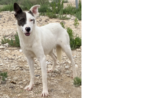 Valeria, Adult · Female · Large · Mixed breed