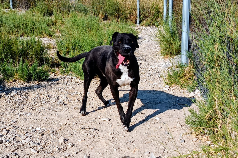 Romo, Adult · Male · Large · Mixed breed