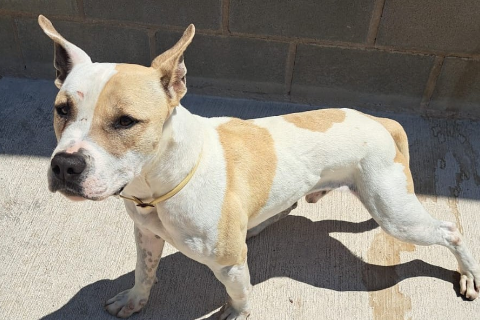 Nain/Poncho, Adult · Male · Medium · Mixed breed