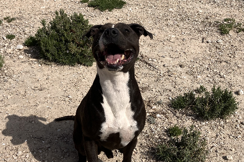 Titan, Adult · Male · Large · Mixed breed