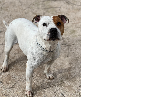 Pacheco, Adult · Male · Medium · Mixed breed