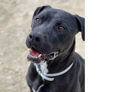 Almunio, Adult · Male · Large · American Staffordshire Terrier