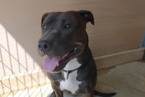 Magdaleno, Adult · Male · Medium · Mixed breed