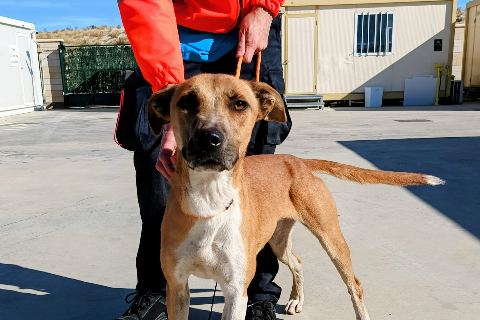 Chenoa/ Hanna, Adult · Female · Medium · Mixed breed