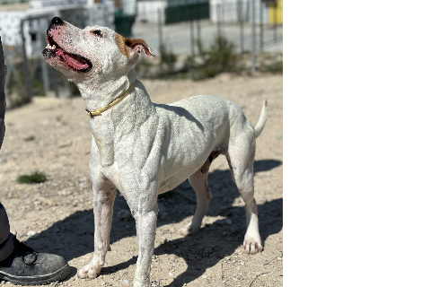 Nevazo, Adult · Male · Medium · American Staffordshire Terrier