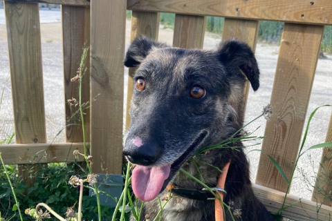 Cantal, Adult · Female · Medium · Mixed breed