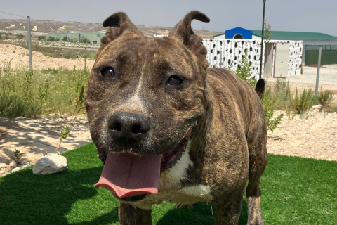 Thor, Senior · Male · Medium · American Pit Bull Terrier