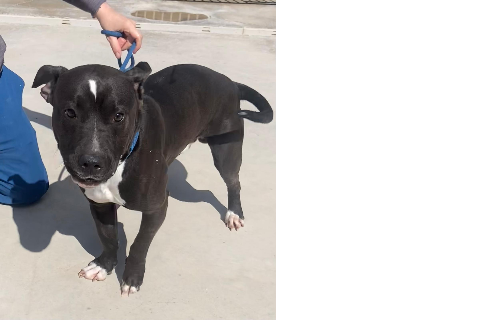 Delaware, Adult · Male · Medium · American Staffordshire Terrier