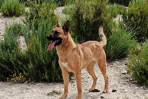 Jolie, Adult · Female · Large · Mixed breed
