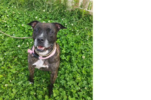 Hienna, Senior · Female · American Staffordshire Terrier