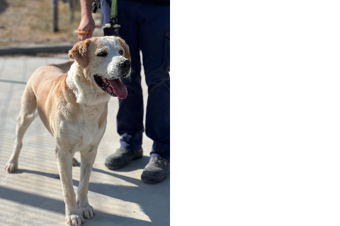 Duque, Senior · Male · Large · Mixed breed