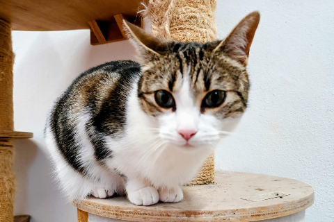 Estela, Adult · Female · European Shorthair