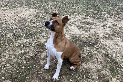 Diva, Senior · Female · Large · American Staffordshire Terrier