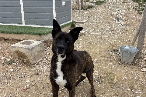 Roco (ezaro), Senior · Male · Mixed breed