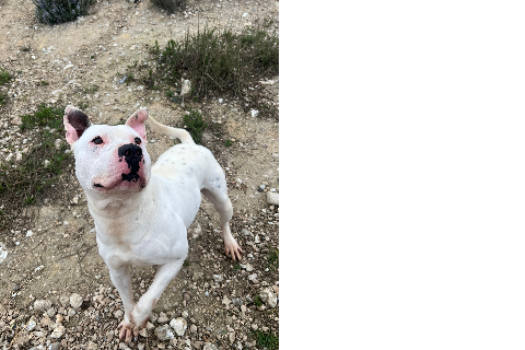 Florin, Adult · Male · Staffordshire Bull Terrier