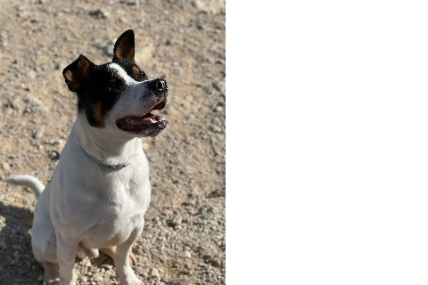 Martínez, Adult · Male · Medium · Mixed breed