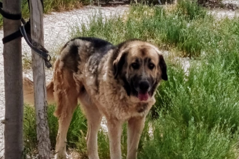 Lolo, Adult · Male · Large · Pyrenean Mastiff