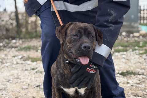 Filipa, Adult · Female · American Staffordshire Terrier