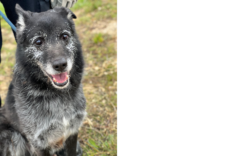 Choto / Menta, Senior · Male · Mixed breed