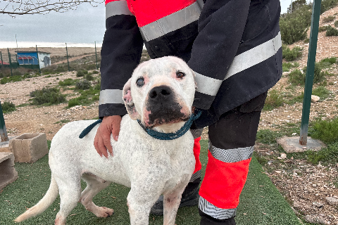 Barri, Senior · Male · Large · Dogo Argentino