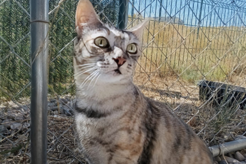 Socorro, Adult · Female · European Shorthair