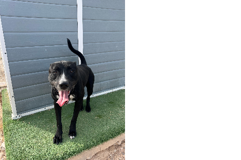 Romeo, Adult · Male · American Staffordshire Terrier
