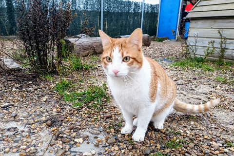 Boromir, Adult · Male · Small · European Shorthair