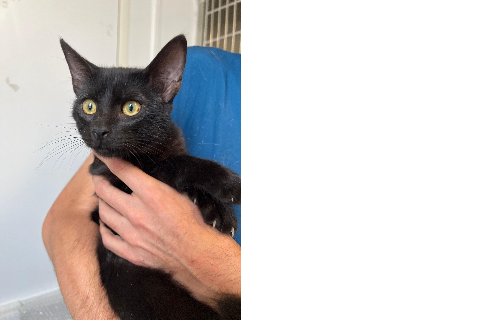 Julio, Young · Male · European Shorthair