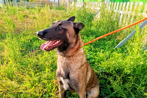 Sancocho, Young · Male · Belgian Shepherd