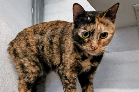 Yuki, Adult · Female · Small · European Shorthair
