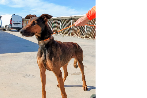 Dumax, Adult · Male · Mixed breed