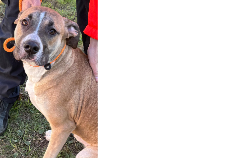 Cooper, Young · Male · American Staffordshire Terrier