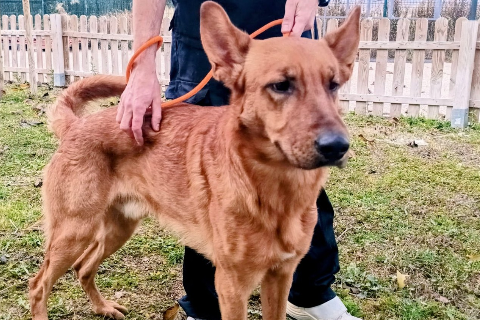 Scootex, Adult · Male · Medium · Mixed breed