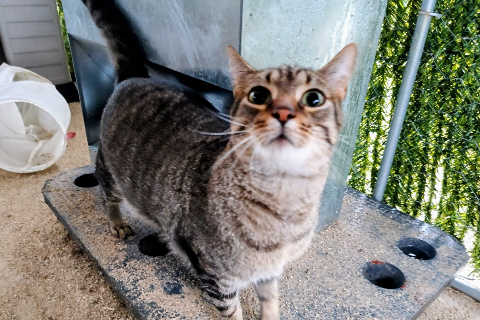 Delicious, Adult · Male · European Shorthair
