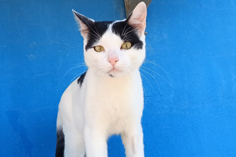 Jinu, Adult · Male · European Shorthair