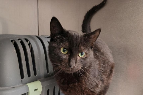 Catnoir, Adult · Male · European Shorthair